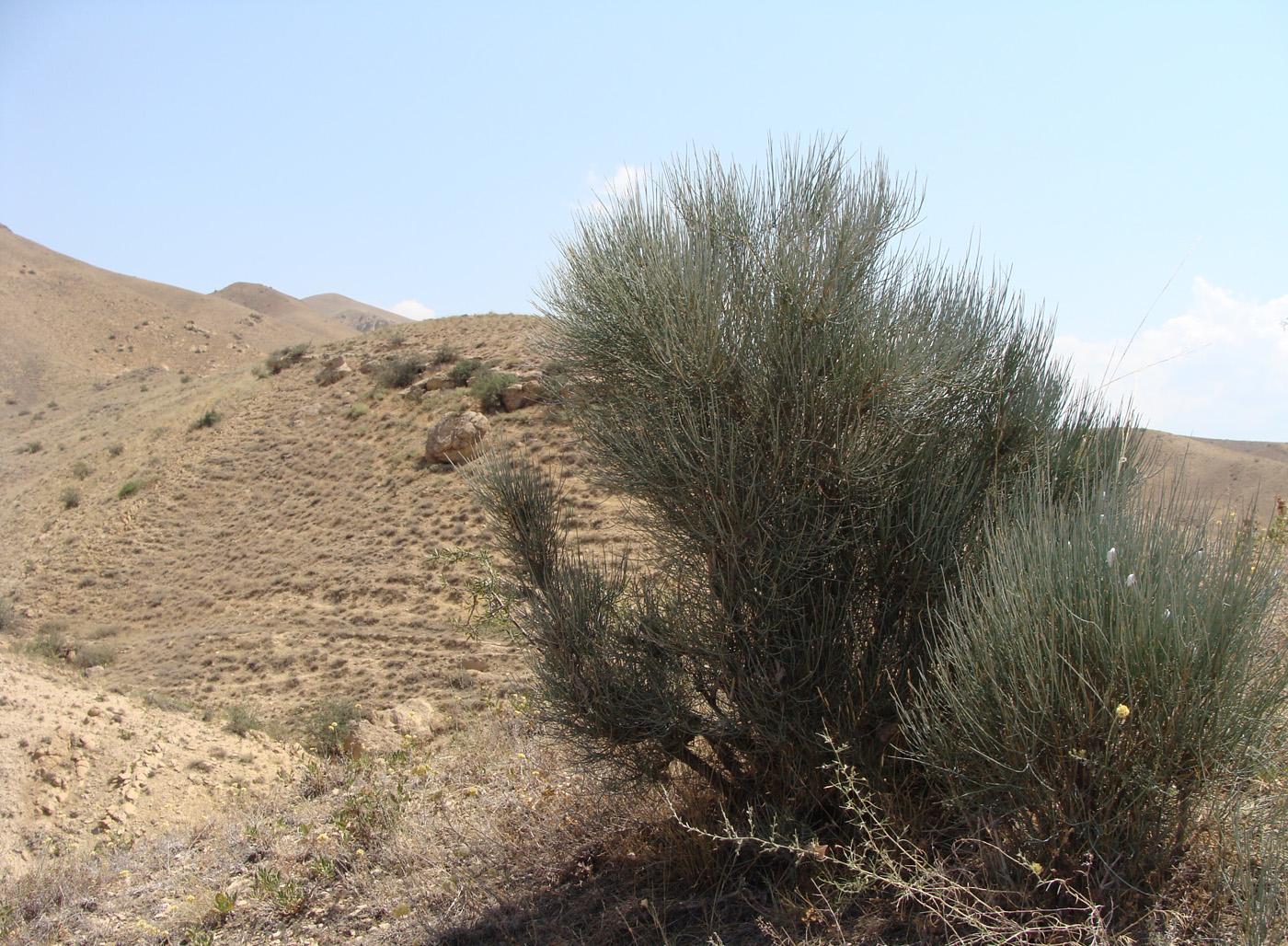 Image of Ephedra procera specimen.