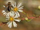 genus Symphyotrichum