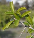 Image of taxon representative. Author is Роланд Цандекидис