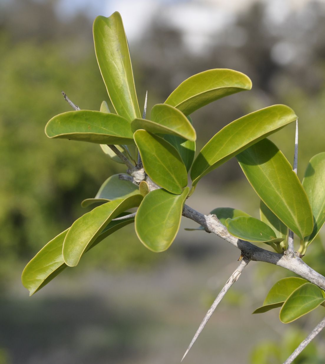 Image of Dovyalis caffra specimen.