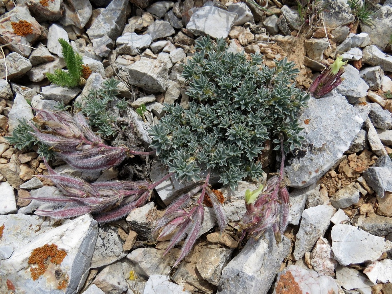 Image of Astragalus cytisoides specimen.