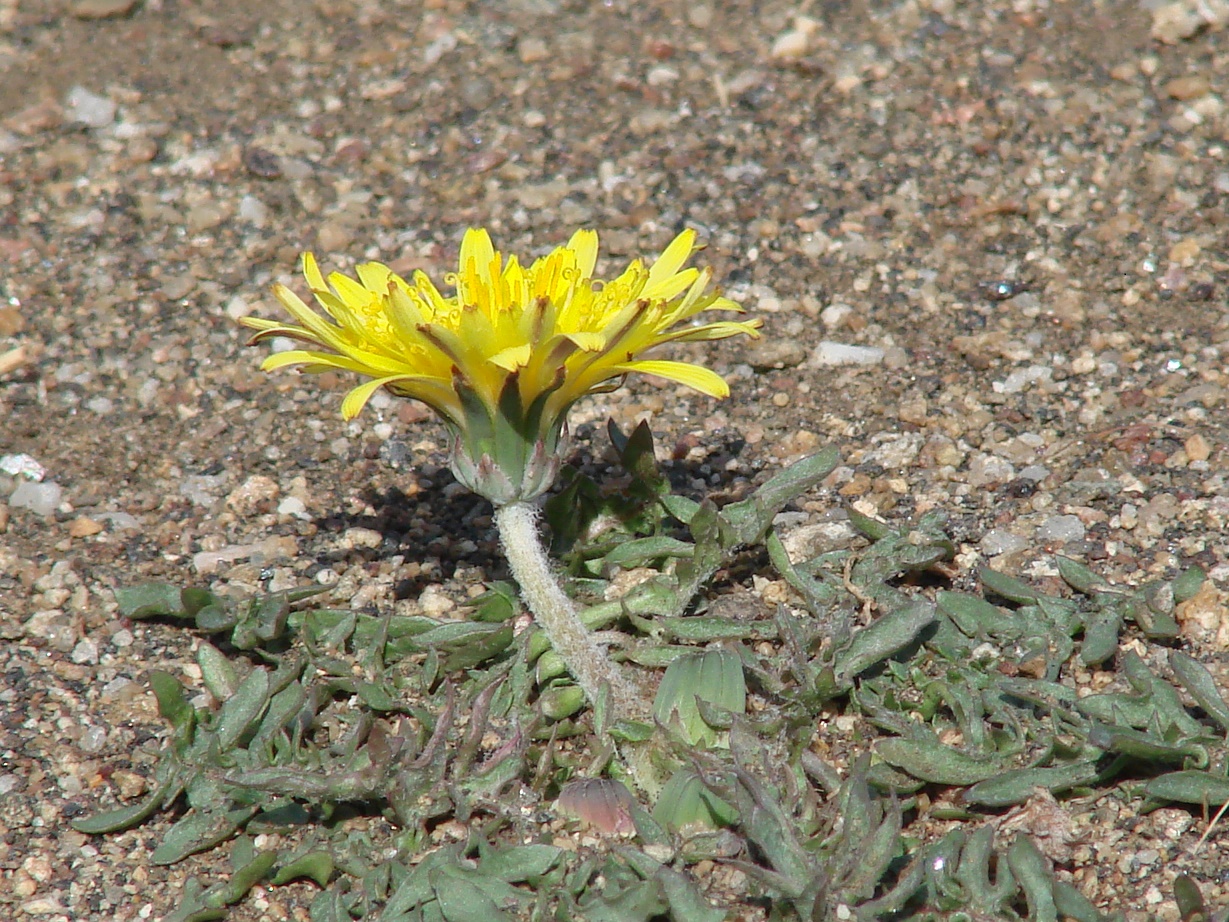 Image of Taraxacum dissectum specimen.