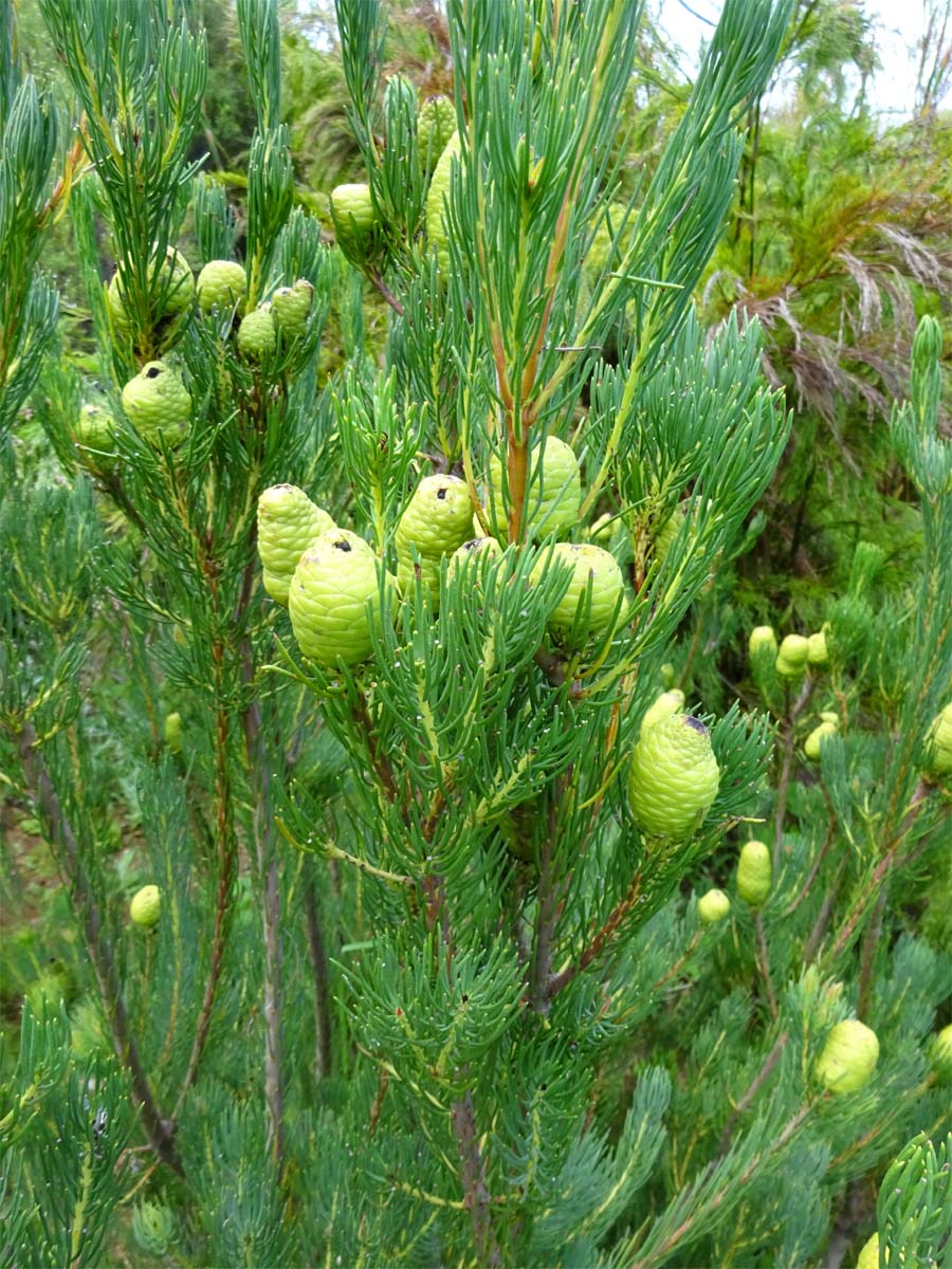 Изображение особи Leucadendron nobile.