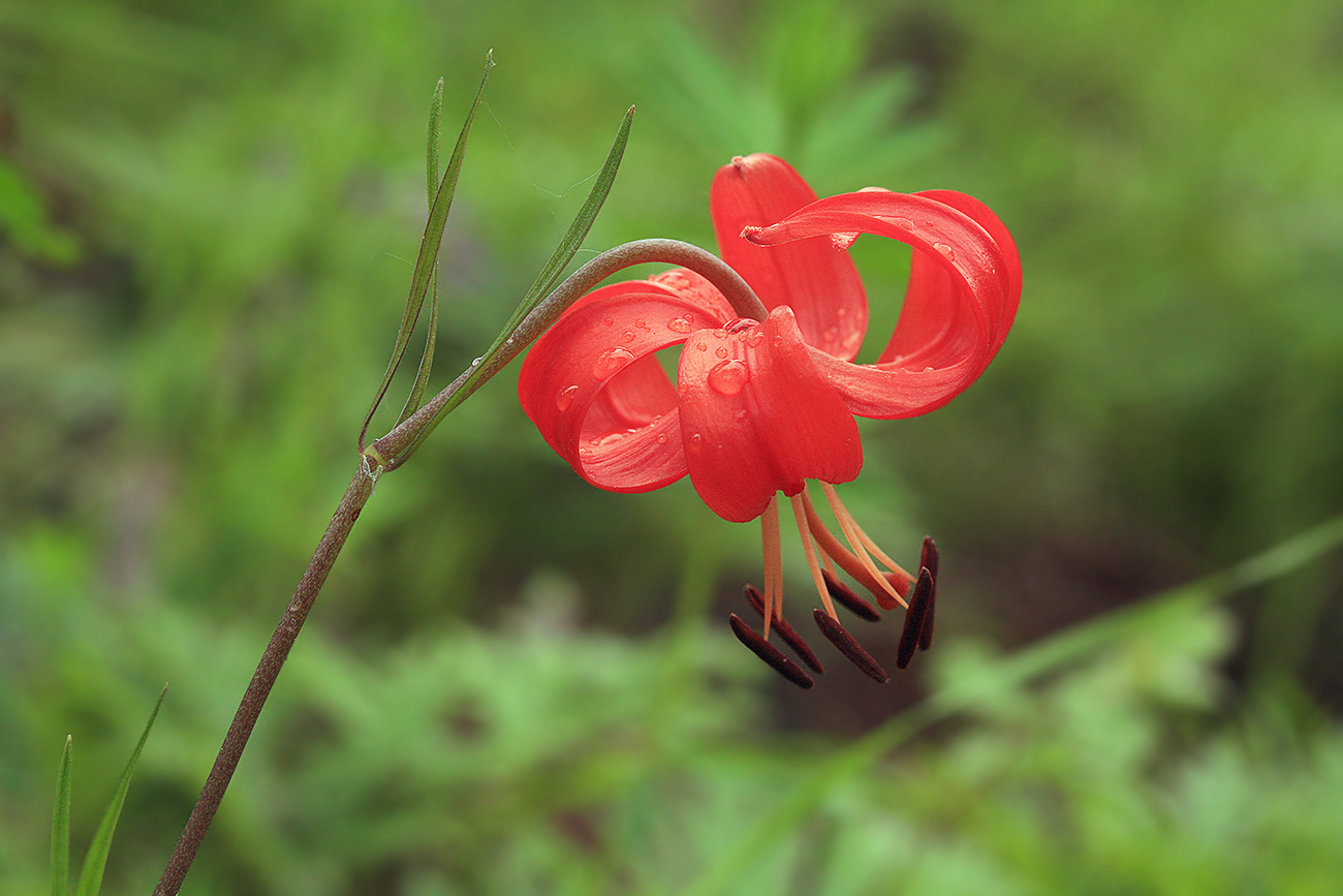 Изображение особи Lilium pumilum.