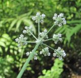 Torilis japonica