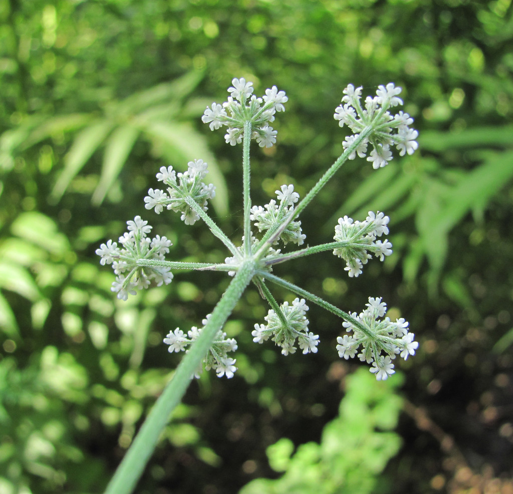 Image of Torilis japonica specimen.