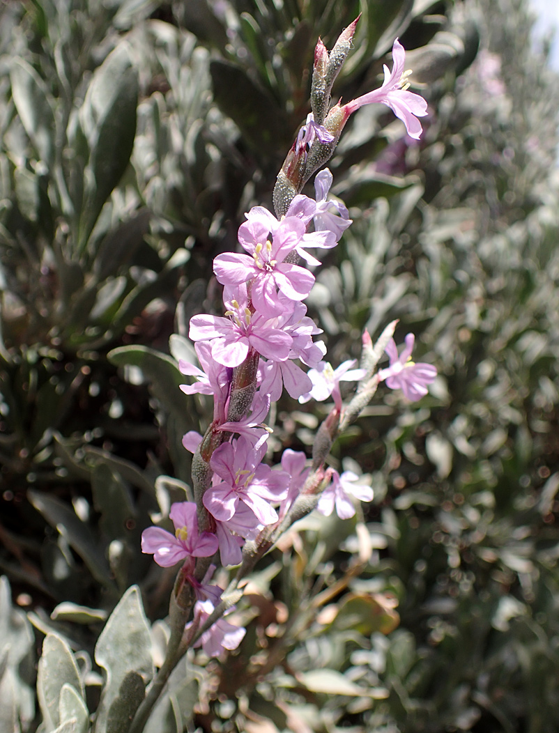 Image of Limoniastrum monopetalum specimen.