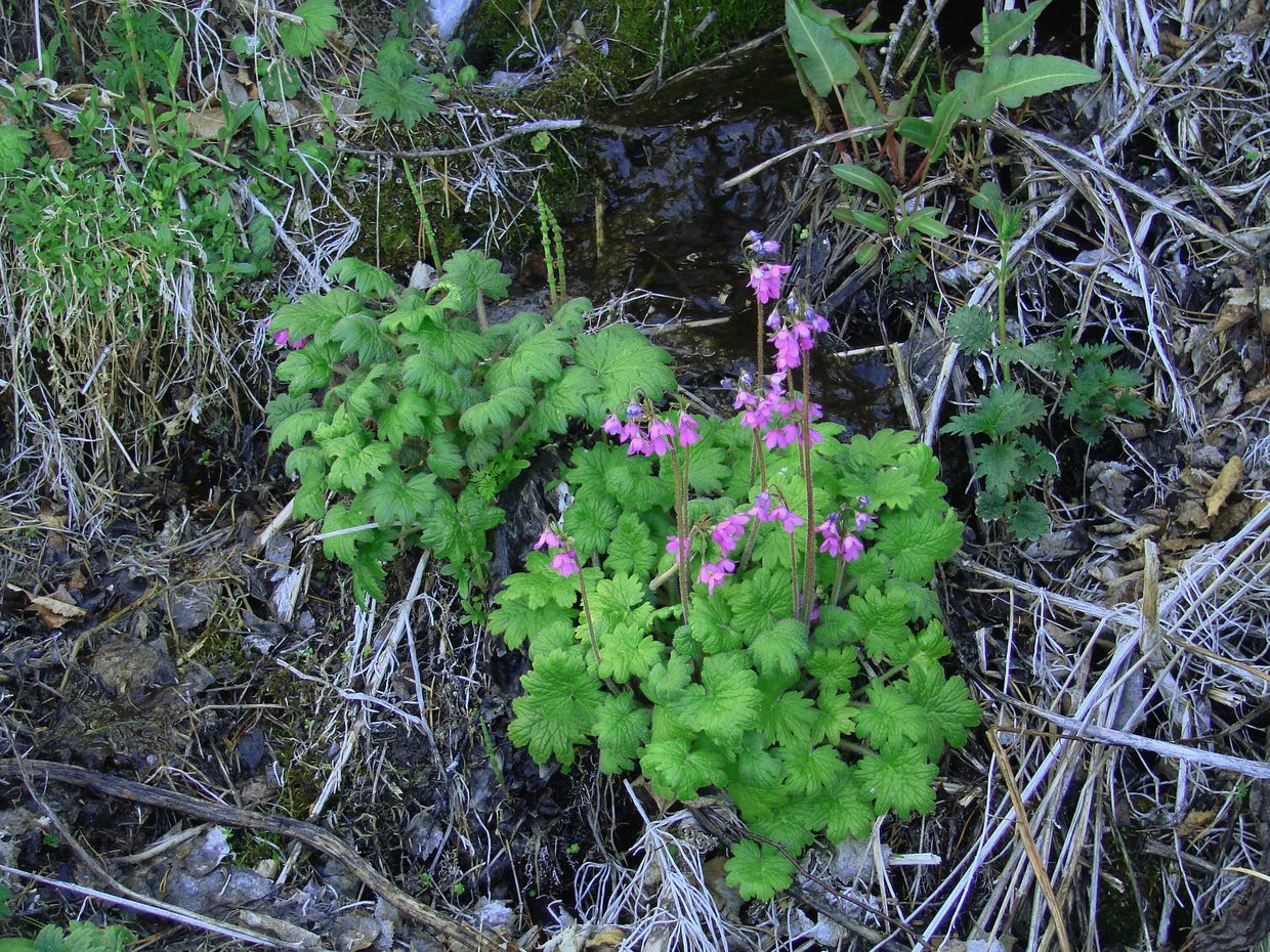 Изображение особи Cortusa sibirica.