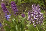 Dactylorhiza aristata