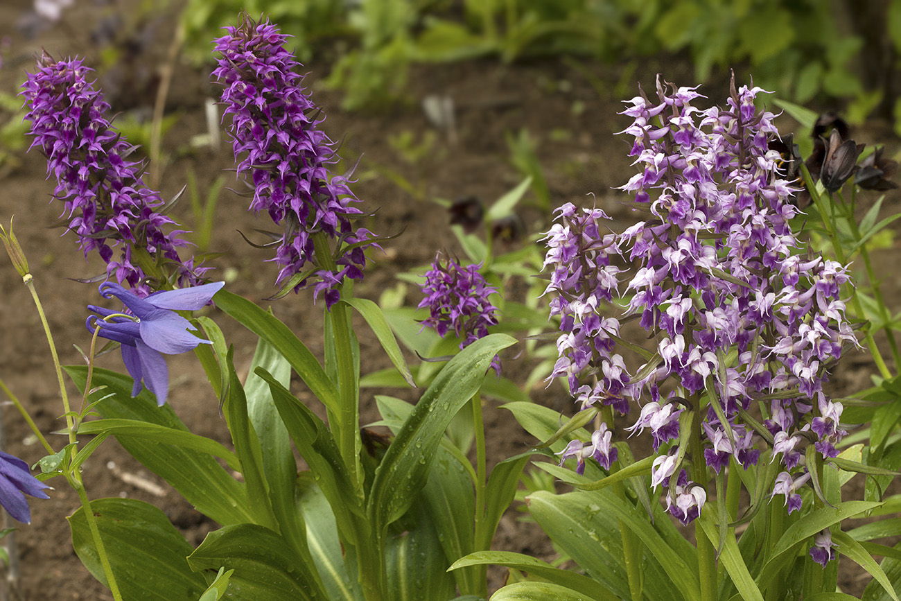 Image of Dactylorhiza aristata specimen.