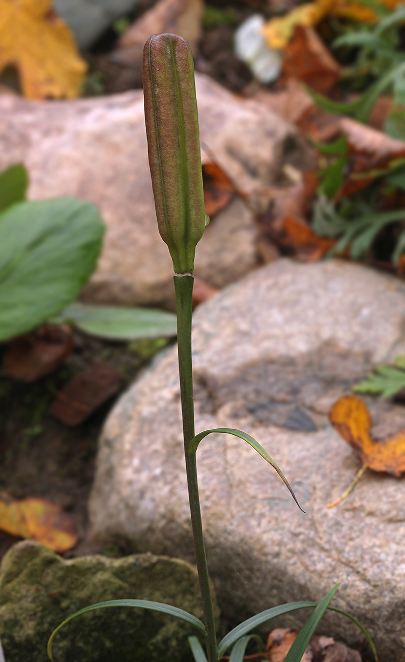Image of Lilium formosanum specimen.