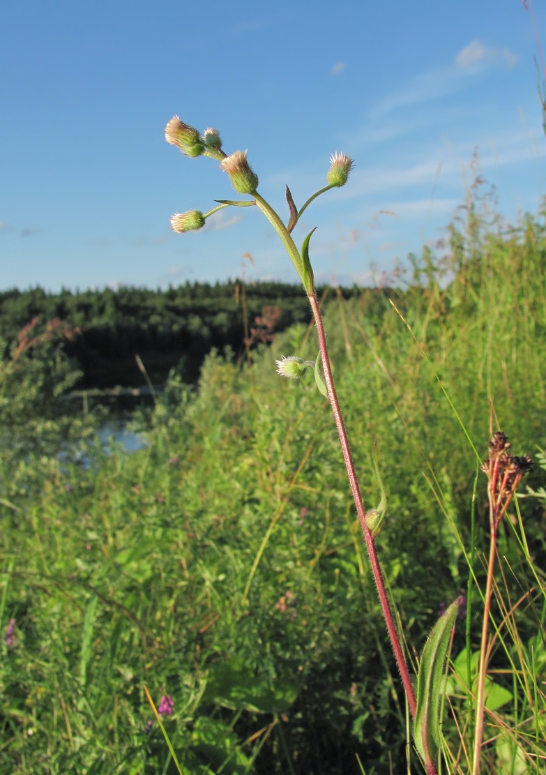 Image of Erigeron acris specimen.