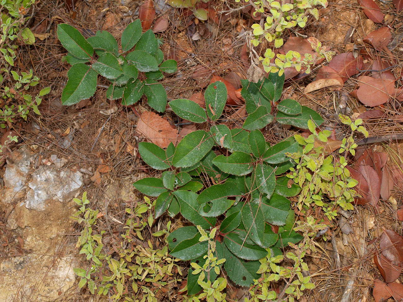 Изображение особи Arbutus andrachne.