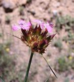 Dianthus ruprechtii