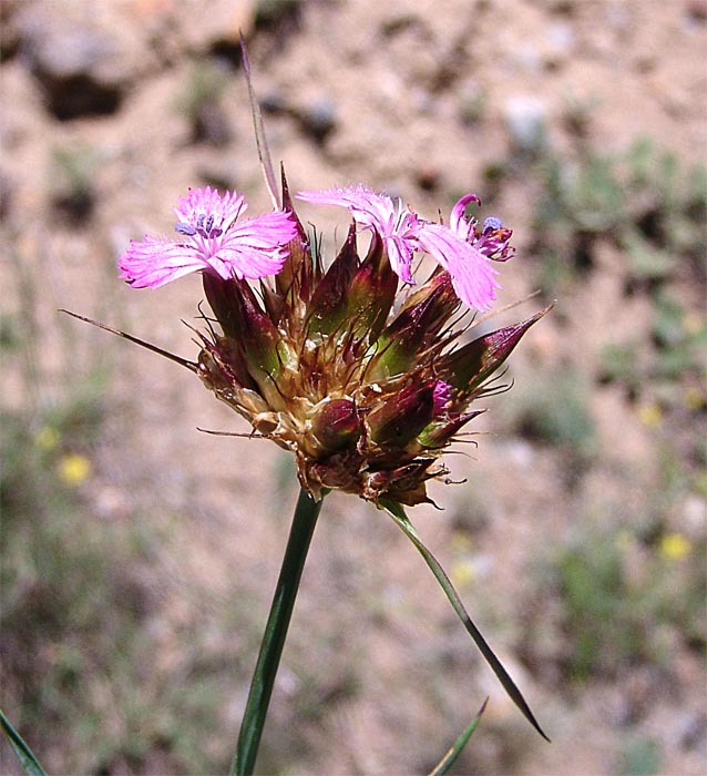 Изображение особи Dianthus ruprechtii.
