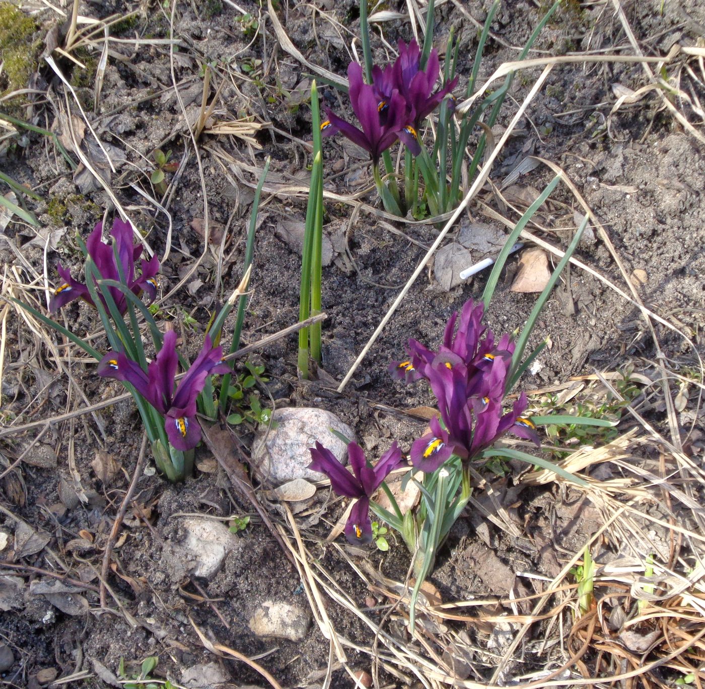 Изображение особи Iridodictyum reticulatum.