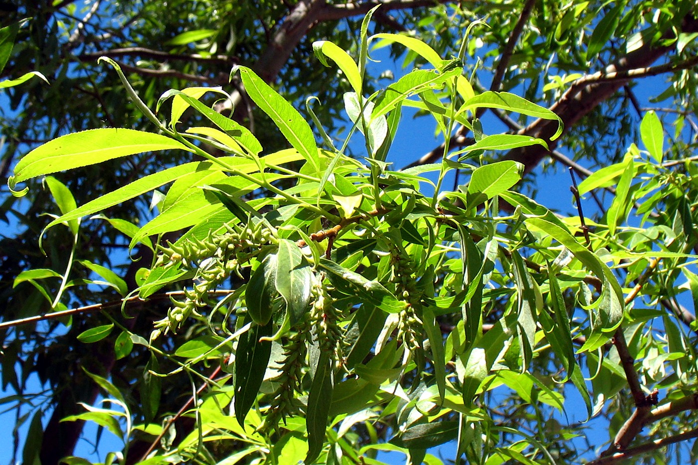 Image of Salix euxina specimen.
