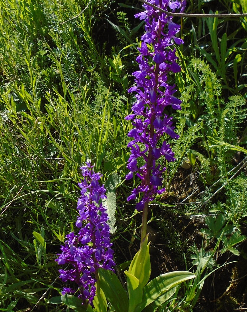 Изображение особи Orchis mascula.