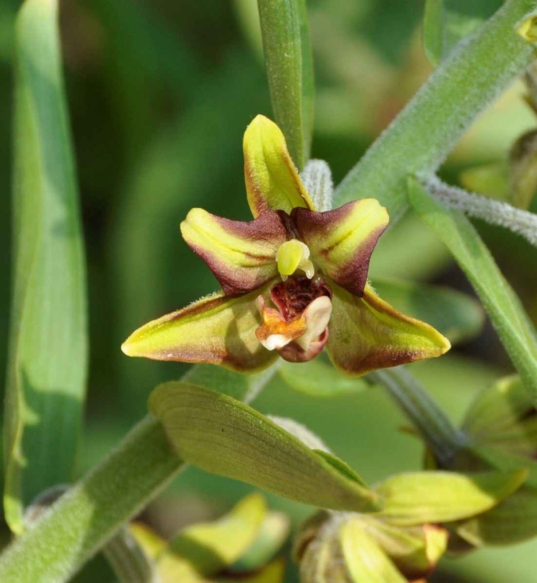 Изображение особи Epipactis veratrifolia.