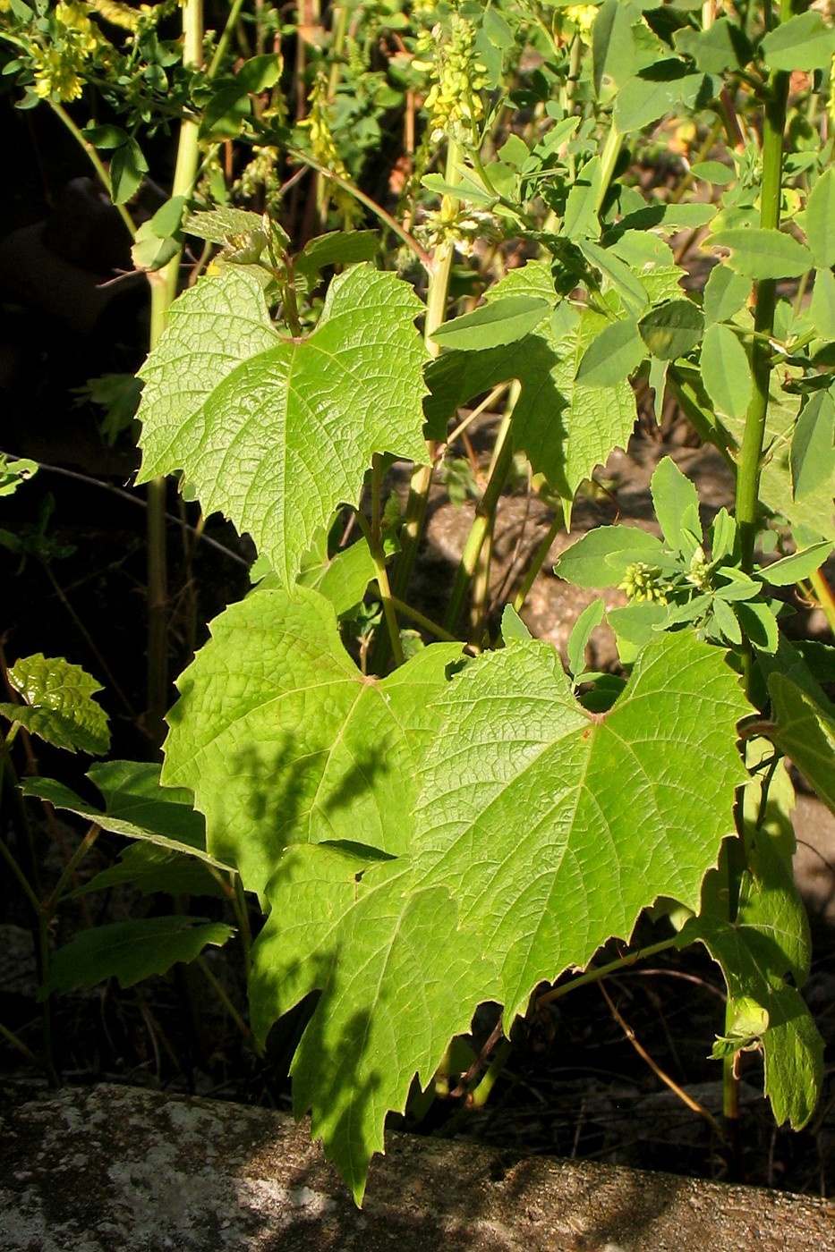 Image of Vitis vinifera specimen.