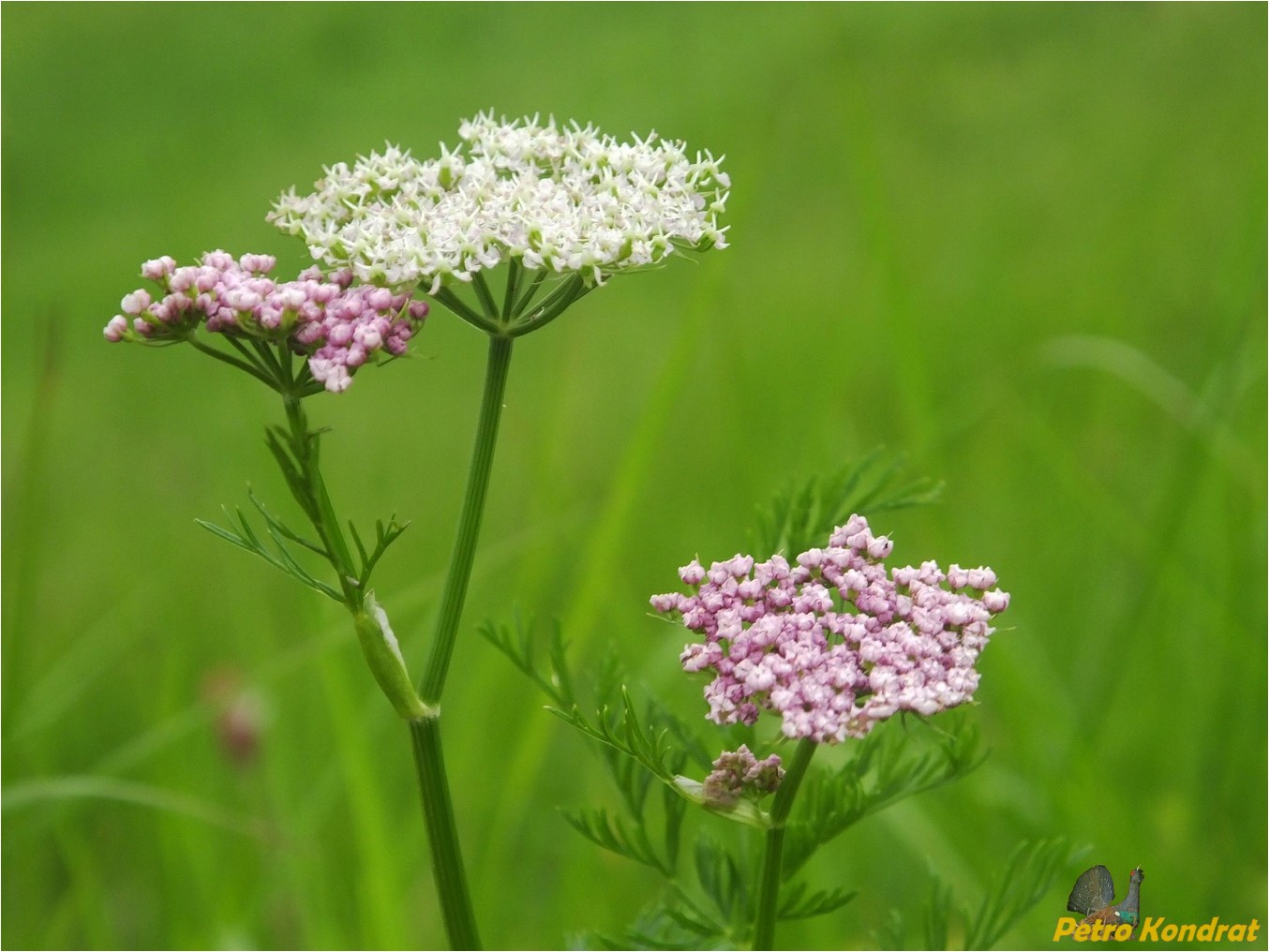 Изображение особи Mutellina adonidifolia.