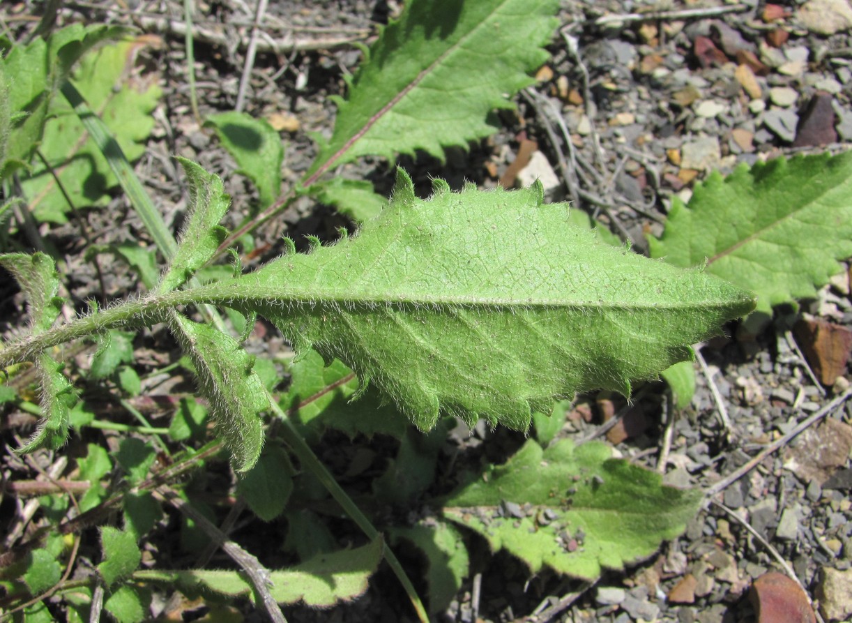 Изображение особи Cephalaria dagestanica.