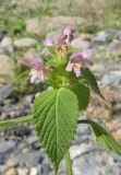 Galeopsis bifida. Верхушка цветущего растения. Карачаево-Черкесия, Урупский р-н, 7 км к северу от пос. Рожкао, каменистое русло ручья. 4 августа 2019 г.