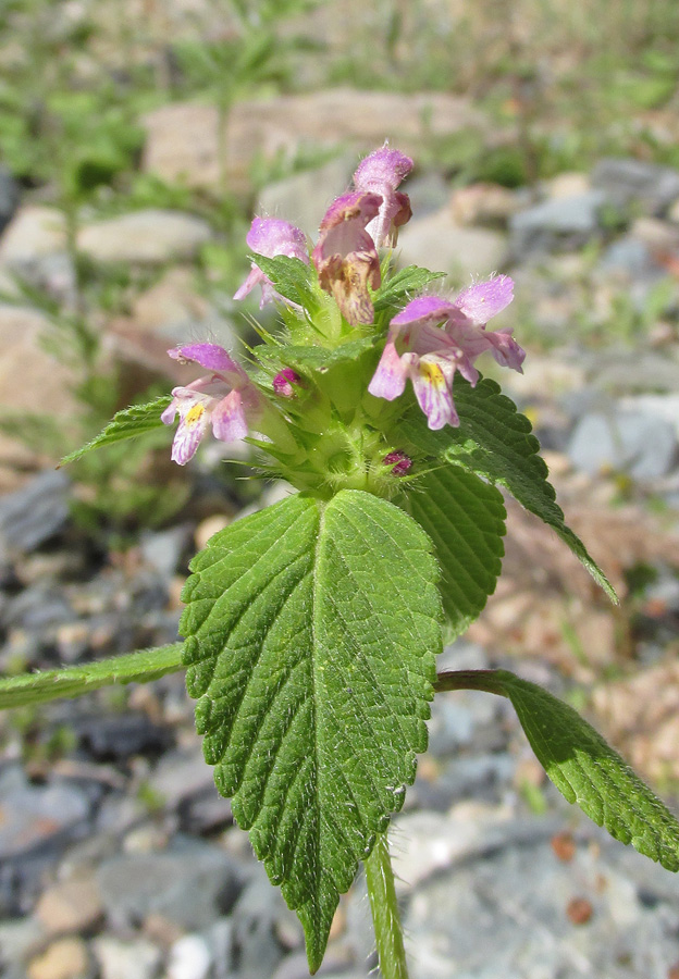 Изображение особи Galeopsis bifida.