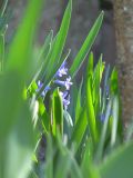 Hyacinthus orientalis