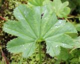 Alchemilla glabra. Прикорневой лист, вид сверху. Республика Коми, нацпарк Югыд ва, перевал Зигзаг, луг у ручья. 17.08.2019.