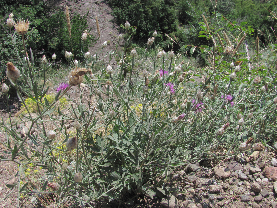 Изображение особи Centaurea vankovii.