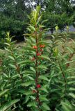 Lonicera разновидность ledebourii