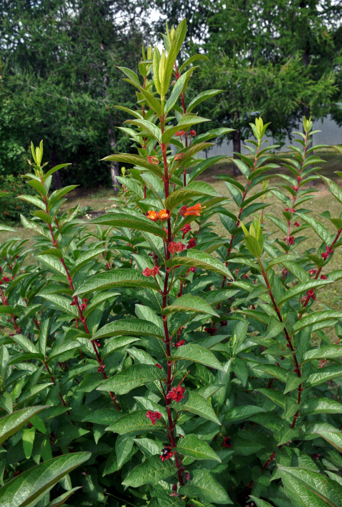 Image of Lonicera involucrata var. ledebourii specimen.