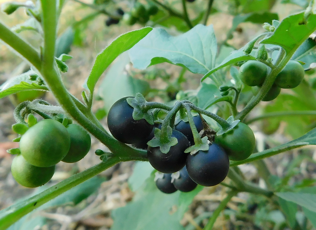 Изображение особи Solanum nigrum ssp. schultesii.