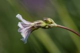 Gypsophila tenuifolia. Верхушка побега с соцветием. Краснодарский край, Мостовский р-н, окр. пос. Узловой, ю.-в. склон горы Асбестная, каменистый субальпийский луг. 15.06.2019.