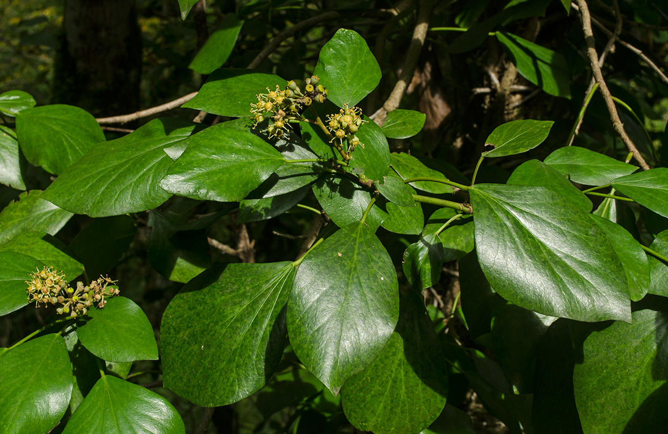 Изображение особи Hedera colchica.