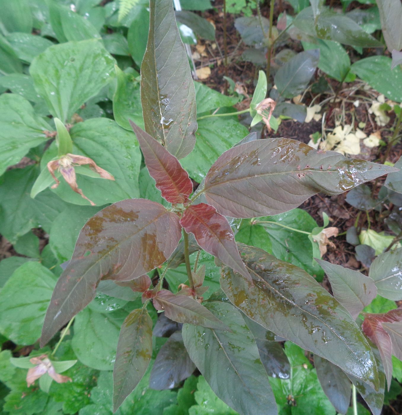 Image of Lysimachia ciliata specimen.