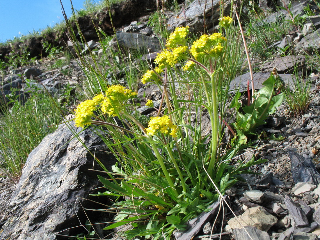Изображение особи Patrinia sibirica.