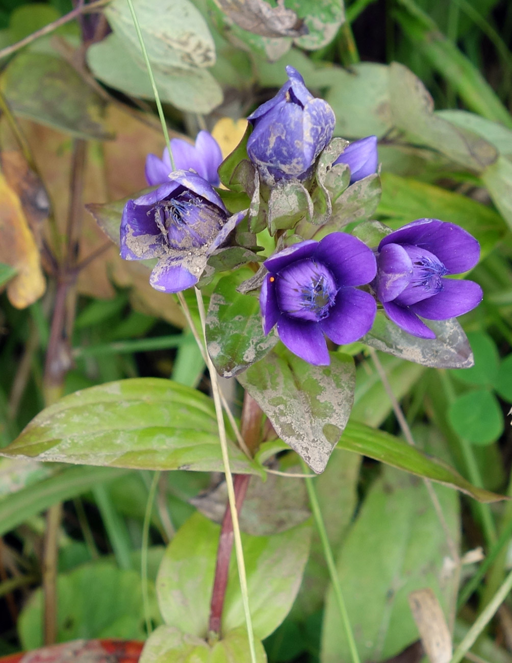 Image of Gentianella auriculata specimen.