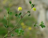 Trifolium campestre