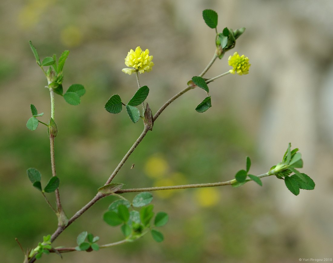 Изображение особи Trifolium campestre.