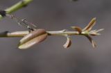 Scutia spicata