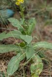 Verbascum phlomoides