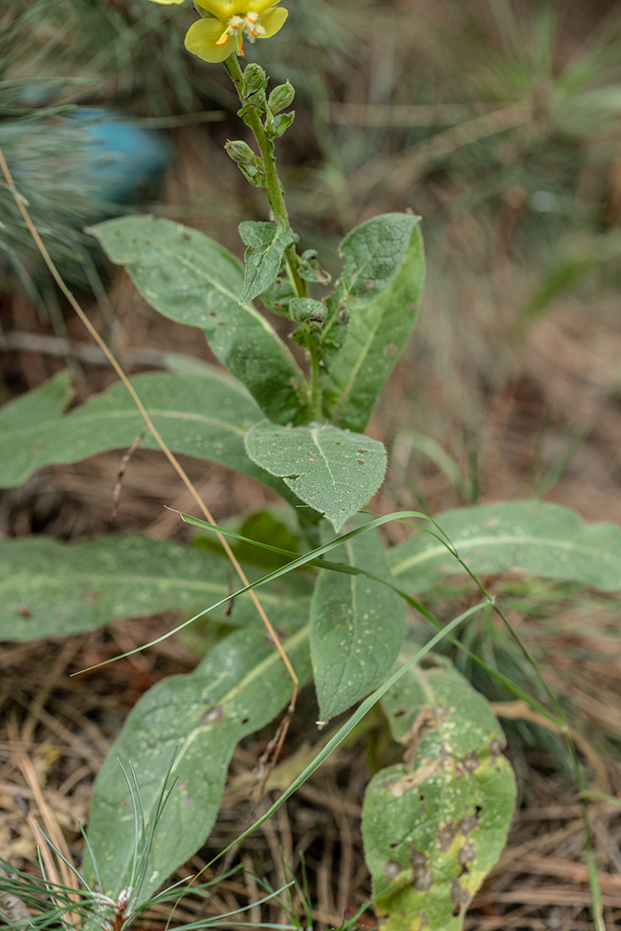 Изображение особи Verbascum phlomoides.