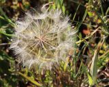 Tragopogon orientalis