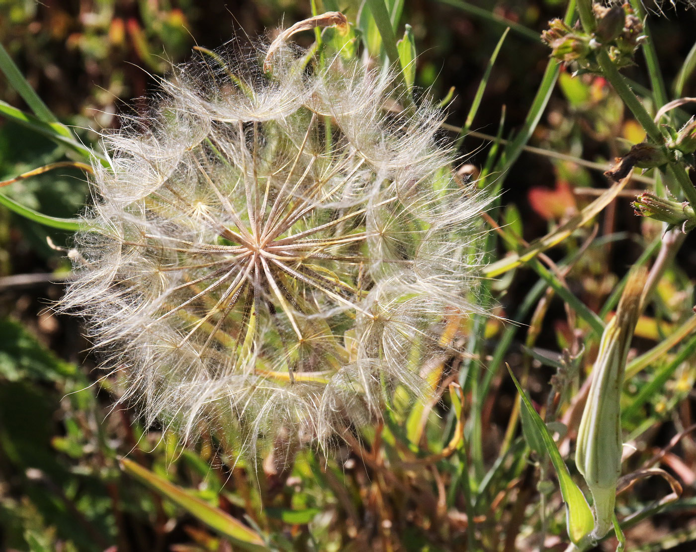 Image of Tragopogon orientalis specimen.