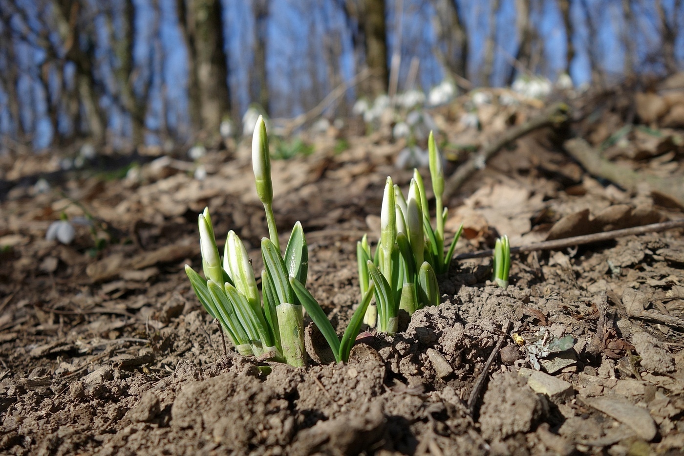 Изображение особи Galanthus plicatus.