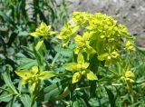 Euphorbia lamprocarpa