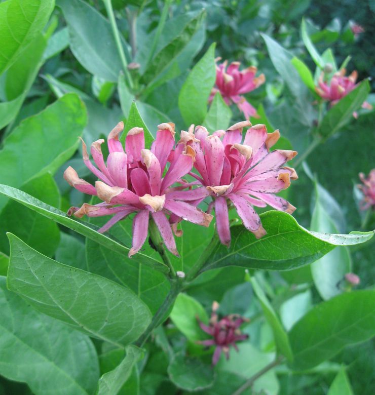 Image of Calycanthus floridus specimen.