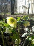 Helleborus caucasicus